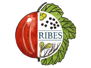 RIBES 